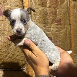 Luna - Blue female Australian Cattle Dog puppy in Timpson, Texas from Double S Kennel