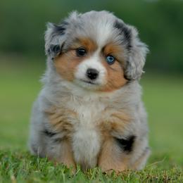 Grogu - Blue merle male Toy Australian Shepherd puppy in Hartman, Arkansas from Southern Edition Aussies