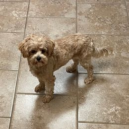 Bella - Maltipoo