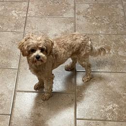 Bella - Maltipoo