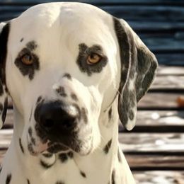 Lando - Dalmatian