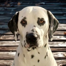 Lando - Dalmatian