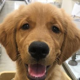 Goldendoodles and Golden Retrievers from Golden Rose Retrievers and Doodles