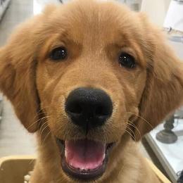 Goldendoodles and Golden Retrievers from Golden Rose Retrievers and Doodles