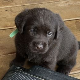 Green Female - Chocolate female Labrador Retriever puppy in Bella Vista, Arkansas from Havenwood Labradors