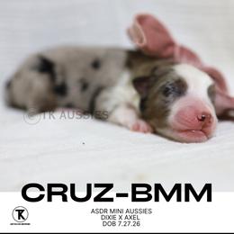 Cruz- Blue Merle Male - Blue merle male Miniature Australian Shepherd puppy in Nacogdoches, Texas from TK Standard, Mini, & Toy Aussies