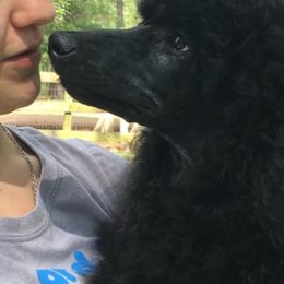 Poodle Puppies from Antigua Standard Poodles