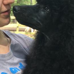 Poodle Puppies from Antigua Standard Poodles