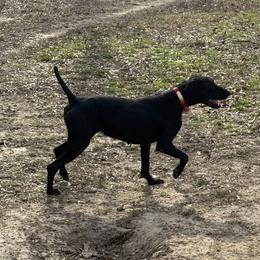 Luna - Black female German Shorthaired Pointer puppy in Huntington, Texas from B&B GSP’S