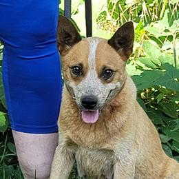 RTR Birdie - Australian Cattle Dog