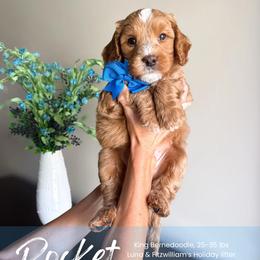 Rocket - Red male Bernedoodle puppy in South Jordan, Utah from Wonderful World Doodles