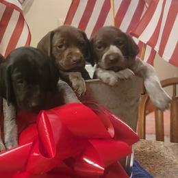 German Shorthaired Pointers from Silver Creek Short Hairs