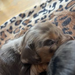 Girl 2 - Dapple female Dachshund puppy in Windsor, Colorado from Murry’s minis