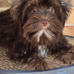 Grace - Chocolate, tan and white female Yorkshire Terrier puppy in Gaylesville, Alabama from Sweet Alabama Yorkies