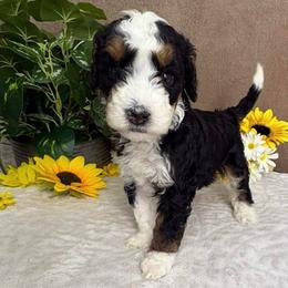 Winter - Tri-color female Bernedoodle puppy in Seymour, Missouri from D and D’s Dandy Doodles