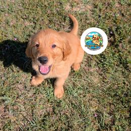 Maverick- AKC Registered - Golden male Golden Retriever puppy in Peyton, Colorado from Splish Splash Goldens LLC