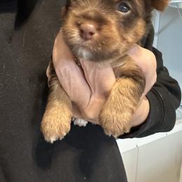 Cocoa - Chocolate and tan male Yorkshire Terrier puppy in Cameron, Oklahoma from Jane’s Yorkies