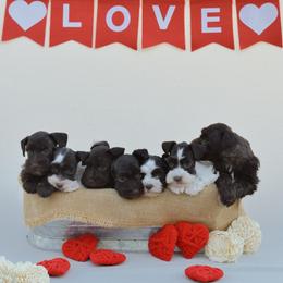 Miniature Schnauzer puppies from PNQ Breeding