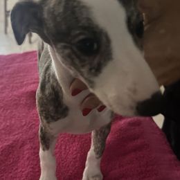 Chaos - White and fawn brindle female Whippet puppy in Lutz, Florida from Whippets of Astora