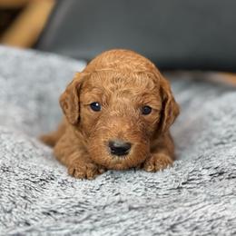 Dolly - Red  female Goldendoodle puppy in Wharton, Texas from Little Fur Friends
