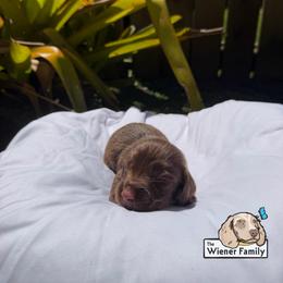 Star (CKC) - Chocolate male Dachshund puppy in Ocala, Florida from The Wiener Family
