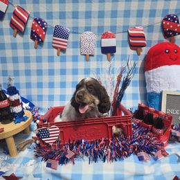 Justice - Liver white and tan male English Springer Spaniel puppy in Saginaw, Michigan from Kemerer Springers