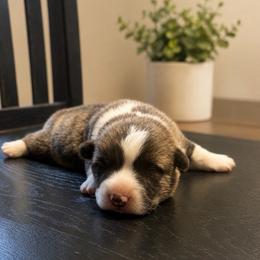 Brindle - Brindle and white male American Corgi puppy in Pahrump, Nevada from Desert Sunset Corgis