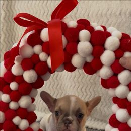 Mya - White and fawn female French Bulldog puppy in Cañon City, Colorado from Terri Geiser-Gilchrist