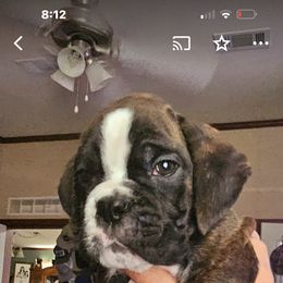 Boxer and Shih Tzu Puppies from L&L European Boxers and Shih Tzus