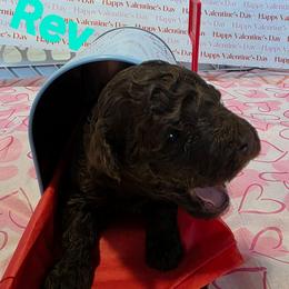 Rev - Brown and white male Aussiedoodle puppy in Loveland, Colorado from A&L Ranch Aussiedoodles