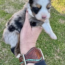 Blue - Blue merle male Toy Australian Shepherd puppy in Troy, South Carolina from Stockman Farms