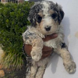 Pepper - Blue merle male Bernedoodle puppy in Richmond, Texas from Harper’s Heartbeats