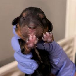 Athena - Black and tan female Cavalier King Charles Spaniel puppy in Tucson, Arizona from Cavapoo Puppy Parade