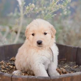 Apricot (mint) - Golden female Golden Retriever puppy in Lodi, California from R3 Sport Dogs (Rafter 3 Ranch)