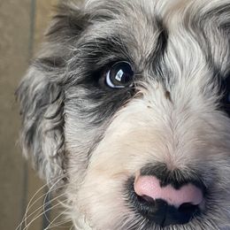 Aussiedoodles, Border Collies, and Bordoodles from Chwalinski Ranch