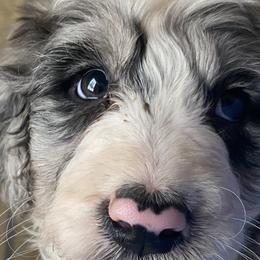 Aussiedoodles, Border Collies, and Bordoodles from Chwalinski Ranch