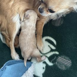 Chihuahua Puppies from Wild Mountain Chihuahuas