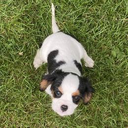 Cavalier King Charles Spaniel Puppies from Cascade Cavaliers