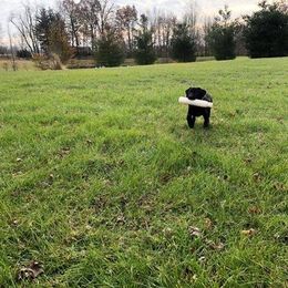 Labrador Retriever Puppies from Harvest Moon Farm