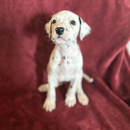 Snow (snow white) - White and black female Dalmatian puppy in Tulsa, Oklahoma from White House Dals