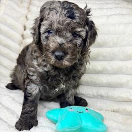 Brave - Blue merle male Aussiedoodle puppy in Calimesa, California from Teakwoodpoodleofsocal