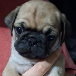 Fawn Boy 3 - Fawn male Pug puppy in Gadsden, Alabama from Carla's Pugs
