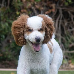 Goldendoodle Puppies from Cali Doodles