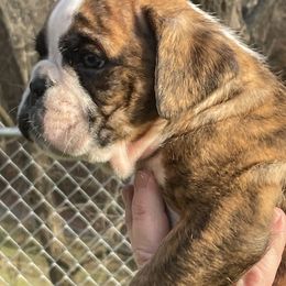 Boxer Puppies from Huckleberry Hill Boxers
