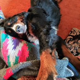 Bernese Mountain Dog All Grown Up from Black Forest Bernese