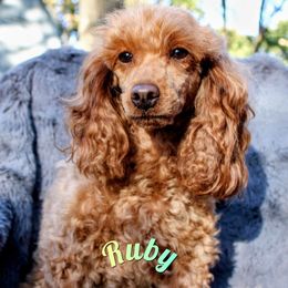 Ruby - Poodle