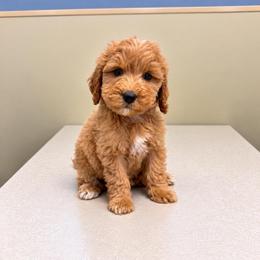Jasper - Apricot male Goldendoodle puppy in Swartz Creek, Michigan from Michigan Doodles