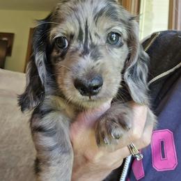 Dachshund Puppies from Pure Joy Dachshunds