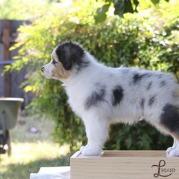 Caspian - Australian Shepherd puppy in Hillsboro, Oregon from Legato Aussies
