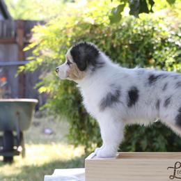 Caspian - Australian Shepherd puppy in Hillsboro, Oregon from Legato Aussies